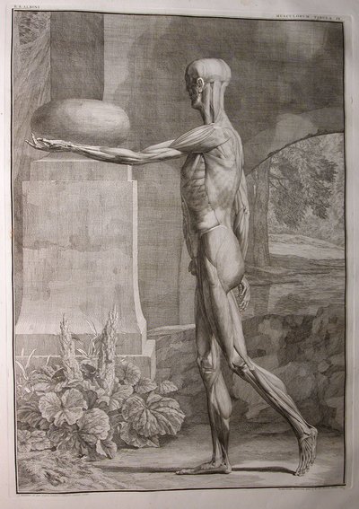 Albinus I, Pl. IX: Musculature, illustration from 